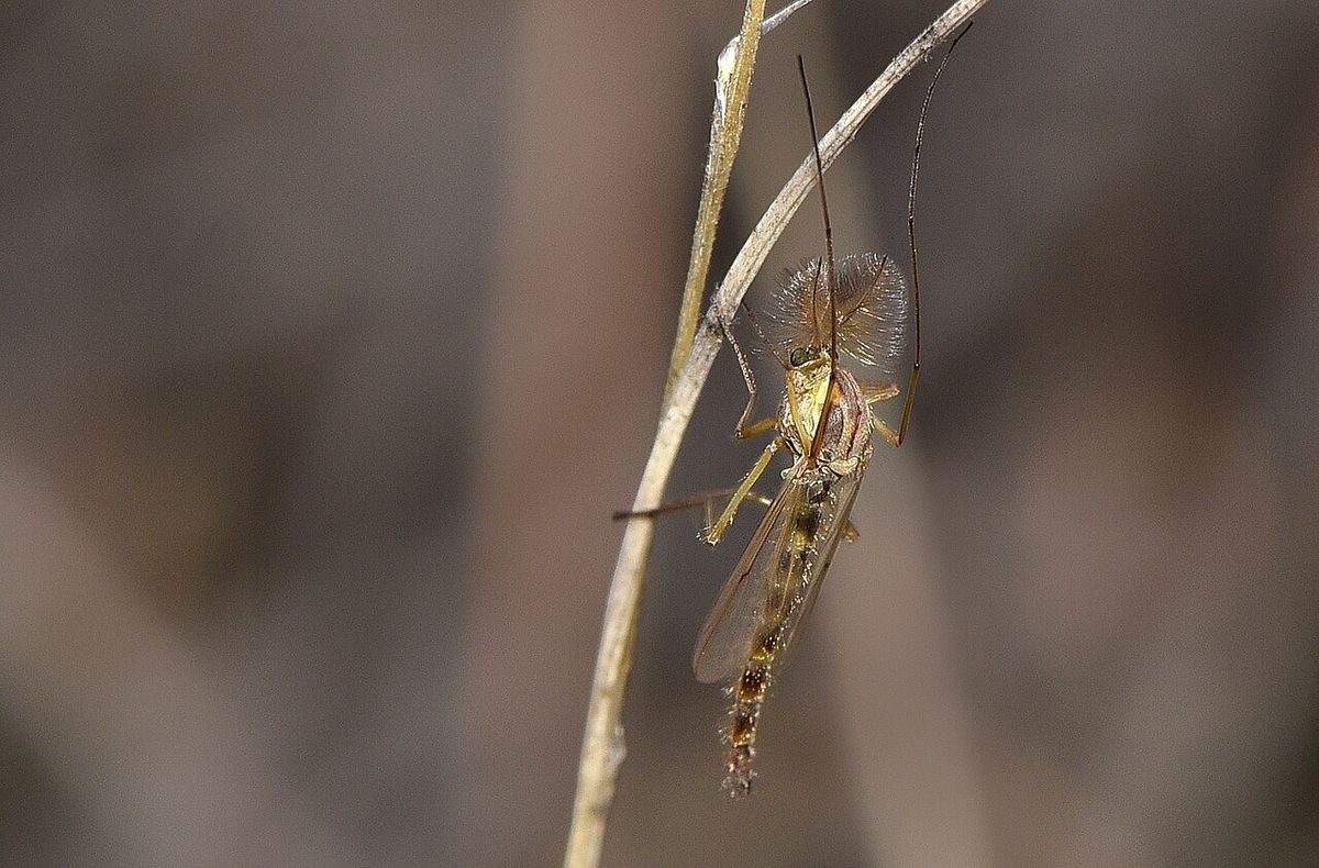 Close-up identification photo of a non-biting midges (family Chironomidae), a common pest in South Florida homes and yards