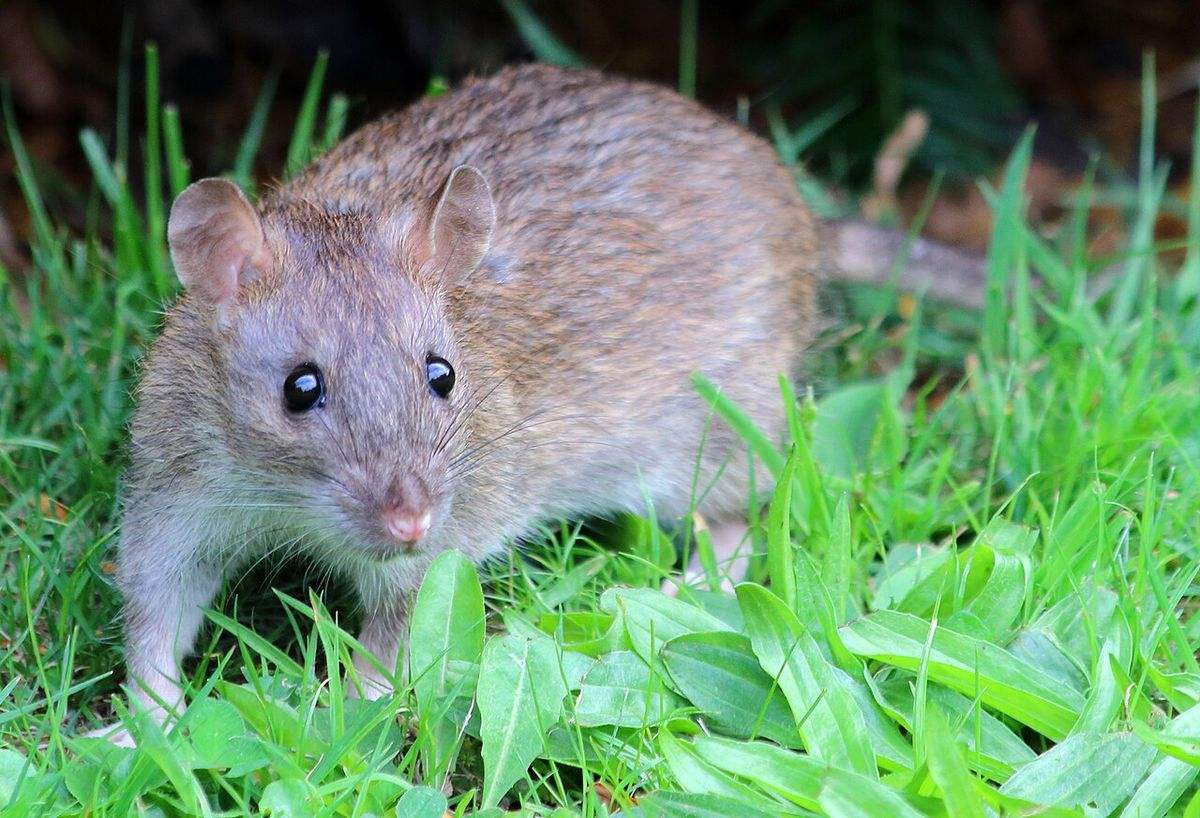 Close-up identification photo of a Norway Rat (Rattus norvegicus), a common pest in South Florida homes and yards