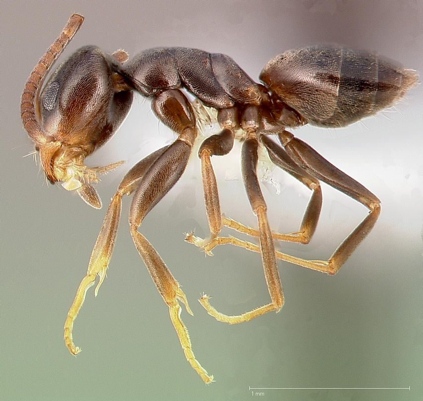 Close-up identification photo of a odorous house ant (Tapinoma sessile), a common pest in South Florida homes and yards