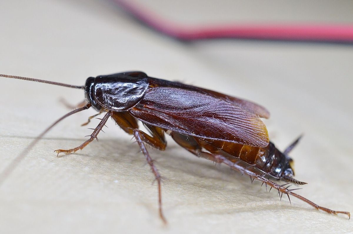 Close-up identification photo of a Oriental Cockroach (Blatta orientalis), a common pest in South Florida homes and yards