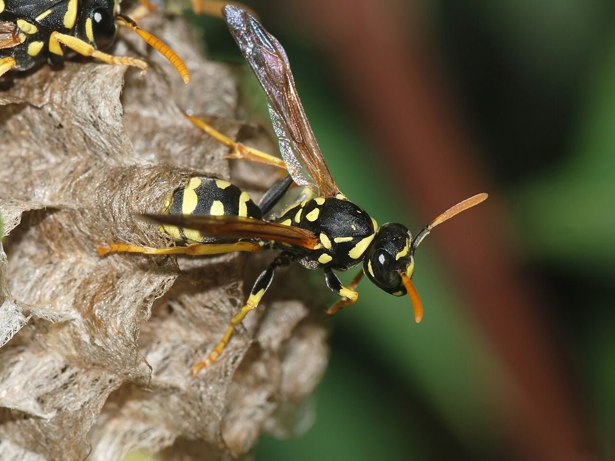 Close-up identification photo of a paper wasp (Polistes species), a common pest in South Florida homes and yards