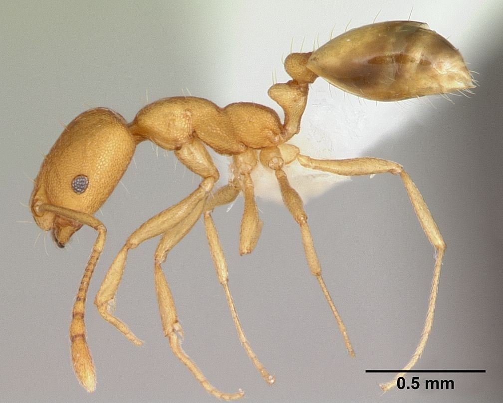 Close-up identification photo of a Pharaoh Ant (Monomorium pharaonis), a common pest in South Florida homes and yards