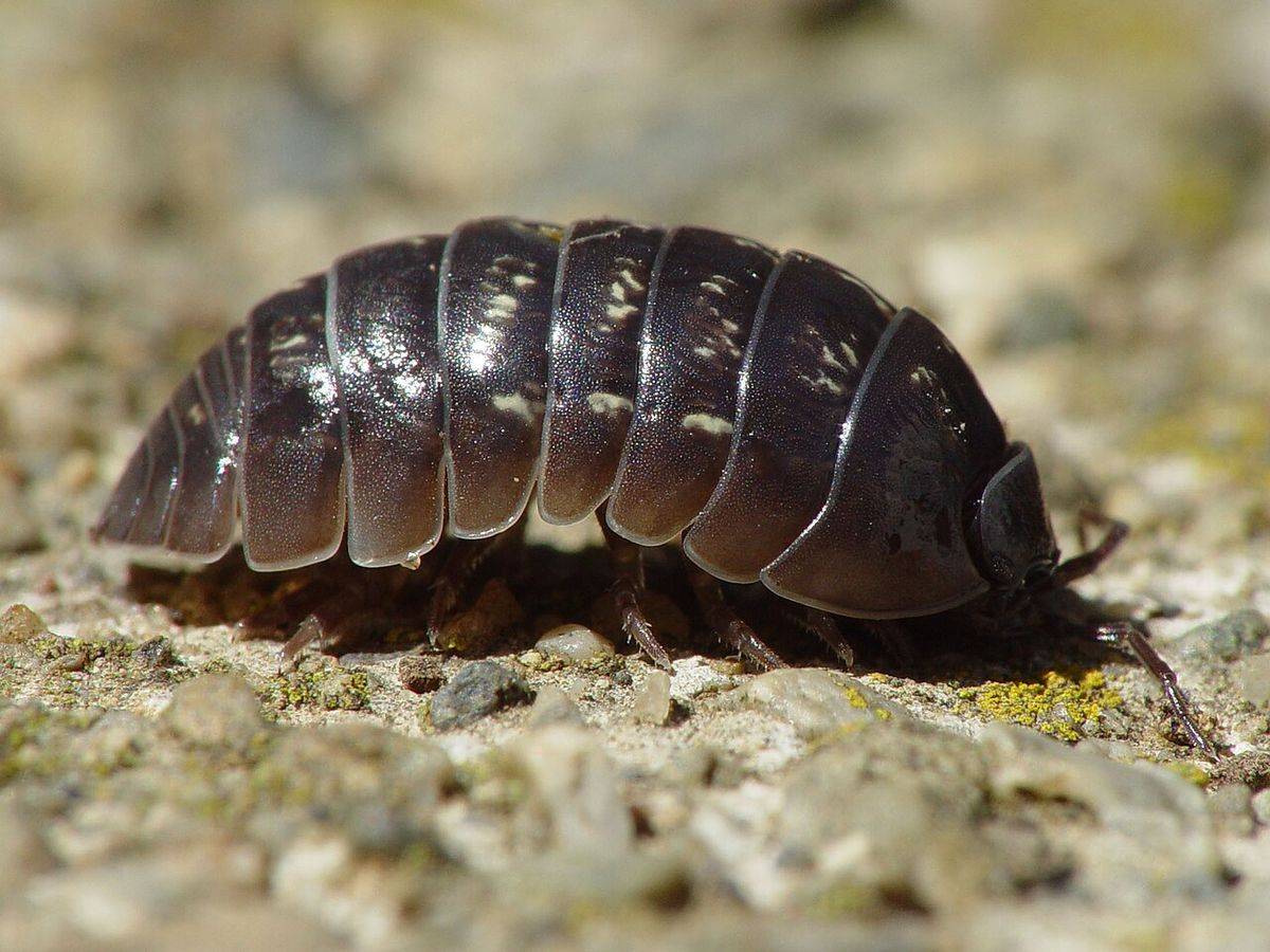 Gray pillbug (Armadillidium vulgare) with a rounded, segmented shell crawling on a rock