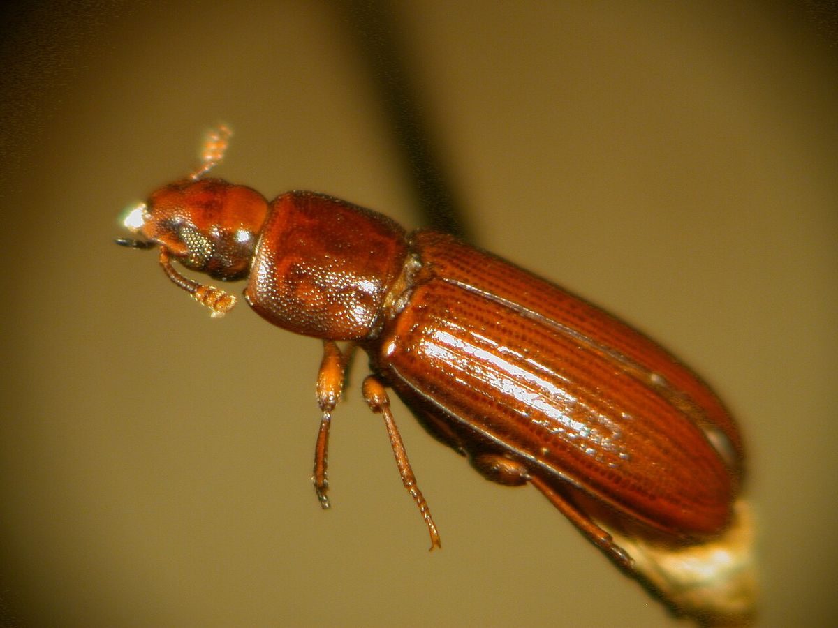 Shiny reddish-brown red flour beetle (Tribolium castaneum), a slender beetle with club-tipped antennae