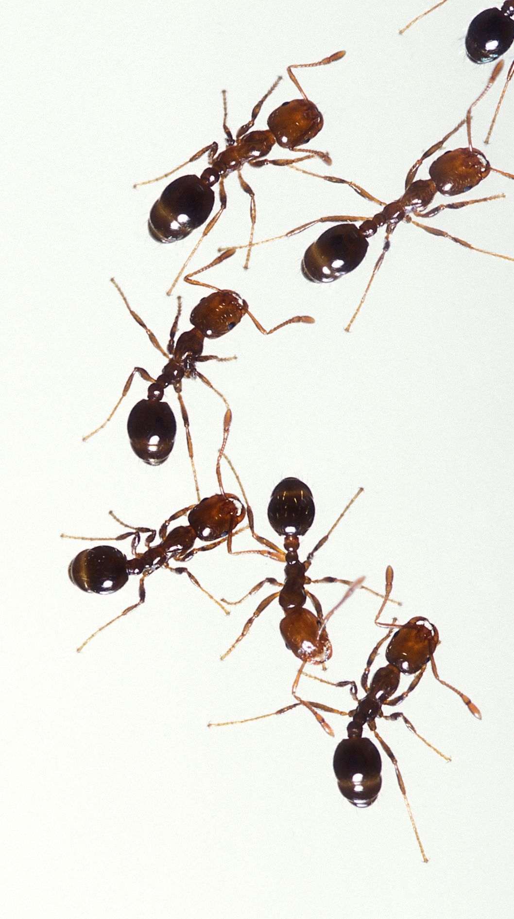Close-up identification photo of a Red Imported Fire Ant (Solenopsis invicta), a common pest in South Florida homes and yards