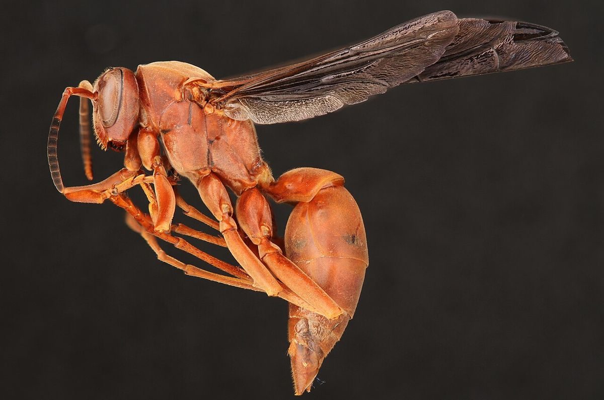 Red paper wasp (Polistes carolina), a long reddish-orange wasp with dark smoky wings, on a black background