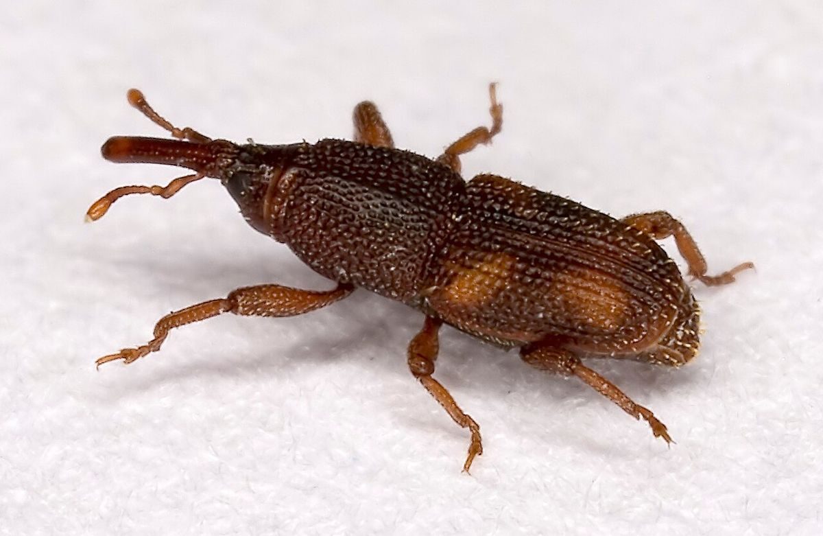 Close-up identification photo of a rice weevil (Sitophilus oryzae), a common pest in South Florida homes and yards