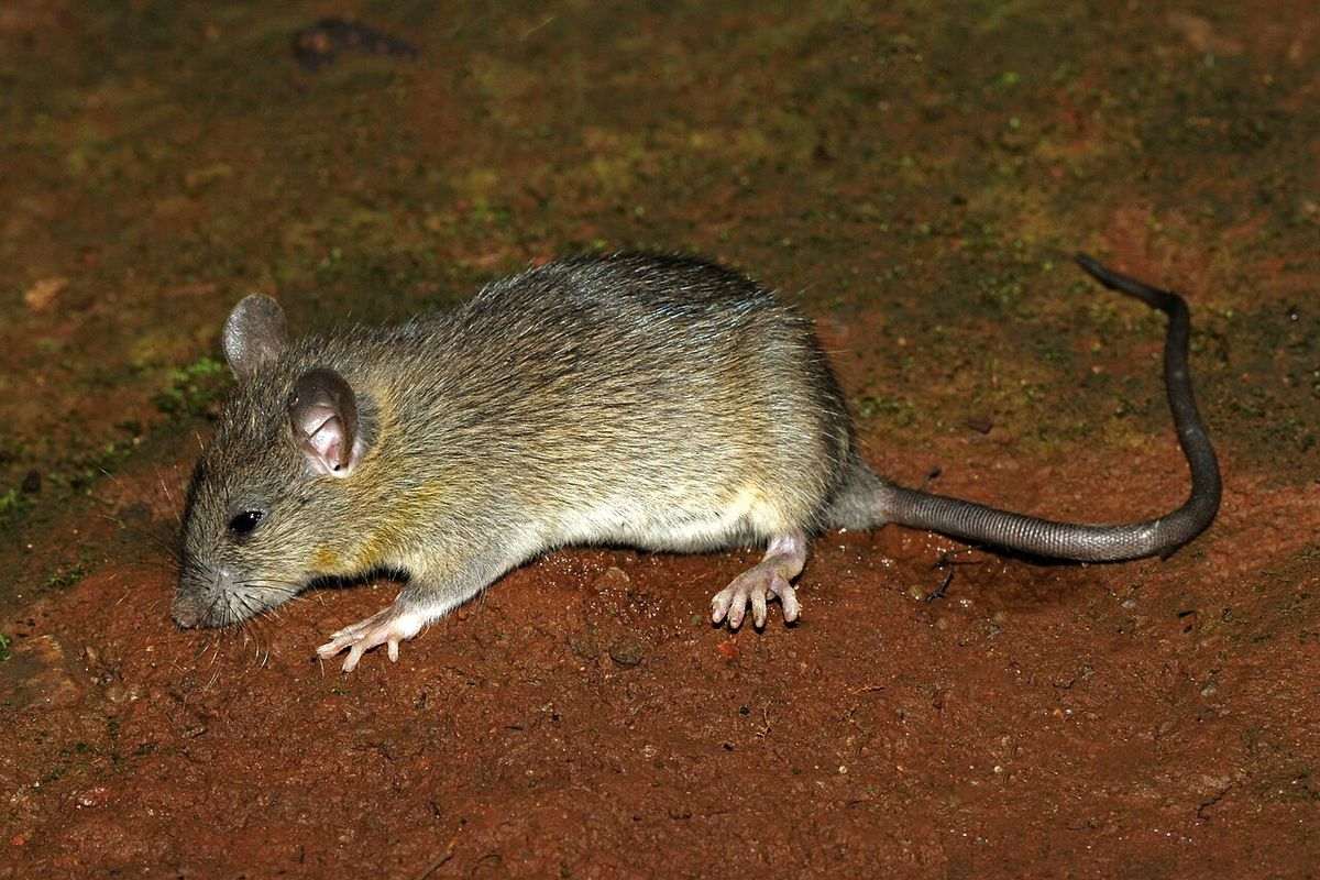 Close-up identification photo of a roof rat (Rattus rattus), a common pest in South Florida homes and yards