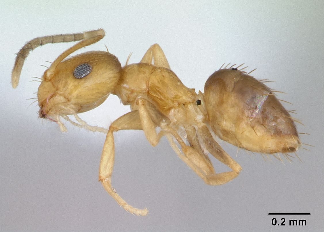 Close-up identification photo of a rover ant (Brachymyrmex species), a common pest in South Florida homes and yards