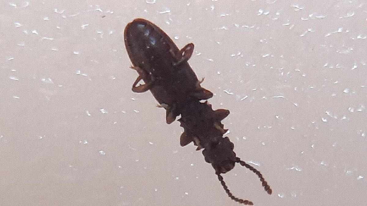 Slender dark brown sawtoothed grain beetle (Oryzaephilus surinamensis) showing the saw-like teeth along each side of the thorax