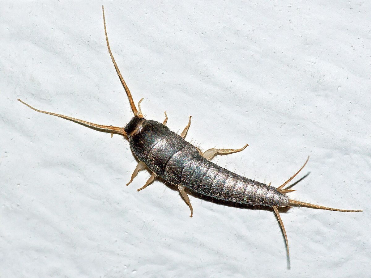 Close-up identification photo of a silverfish (Lepisma saccharinum), a common pest in South Florida homes and yards
