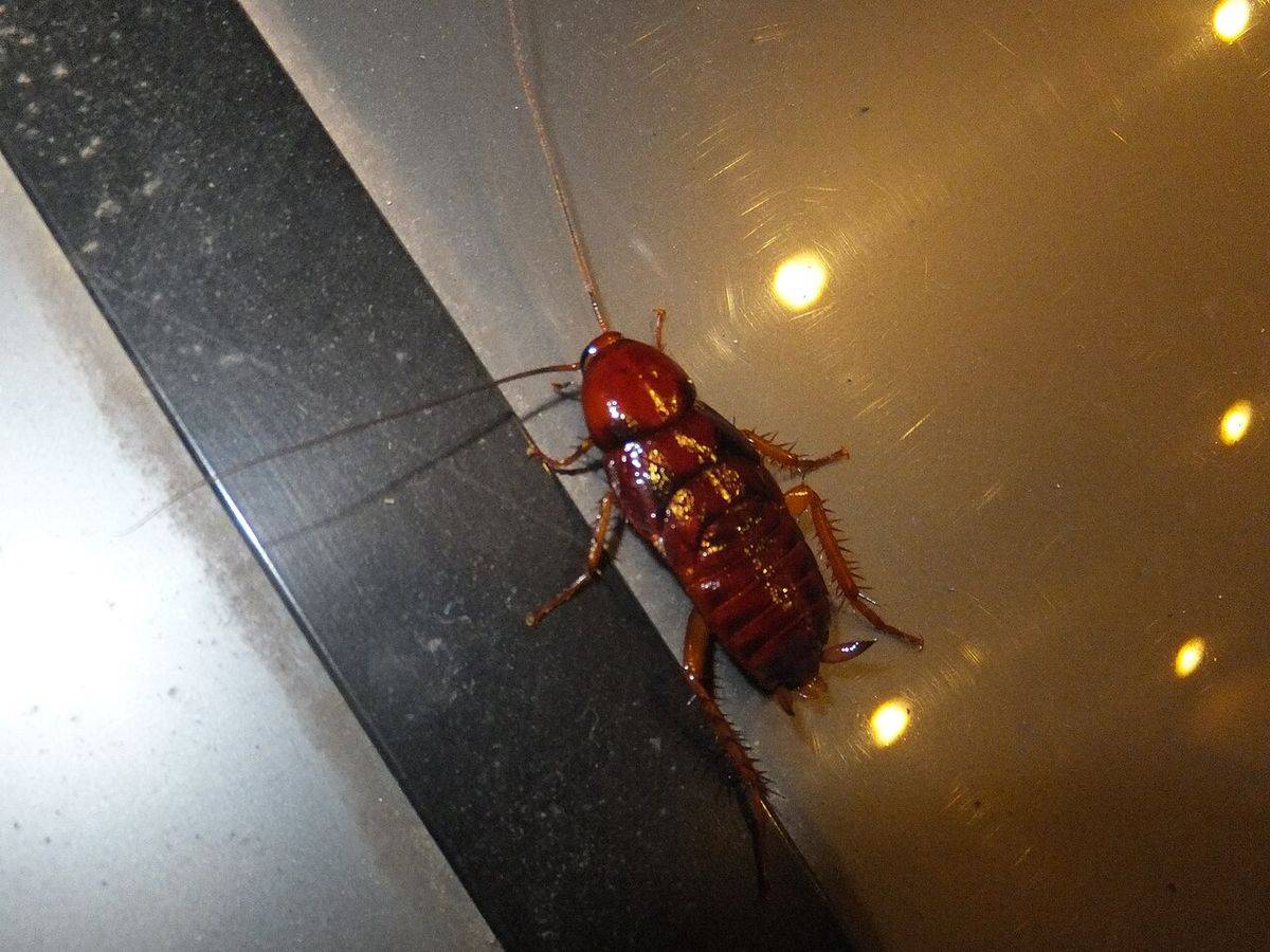 Close-up identification photo of a Smokybrown Cockroach (Periplaneta fuliginosa), a common pest in South Florida homes and yards