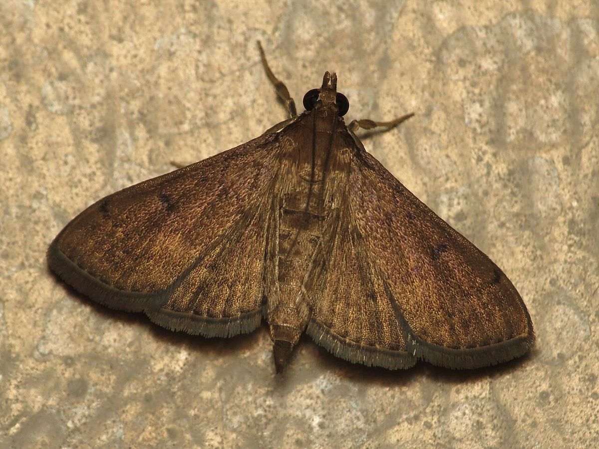 Close-up identification photo of a Tropical Sod Webworm (Herpetogramma phaeopteralis), a common pest in South Florida homes and yards