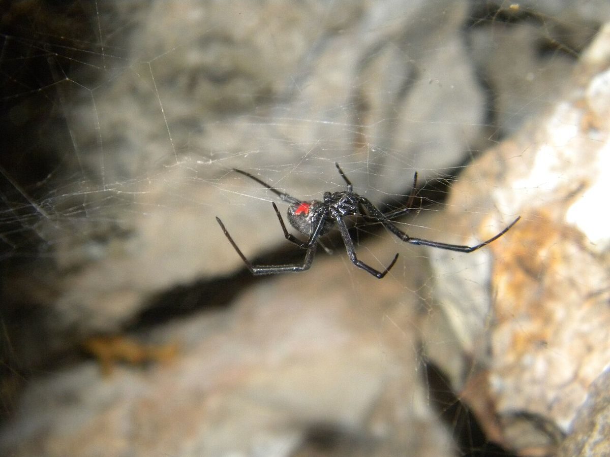 Close-up identification photo of a Southern Black Widow (Latrodectus mactans), a common pest in South Florida homes and yards