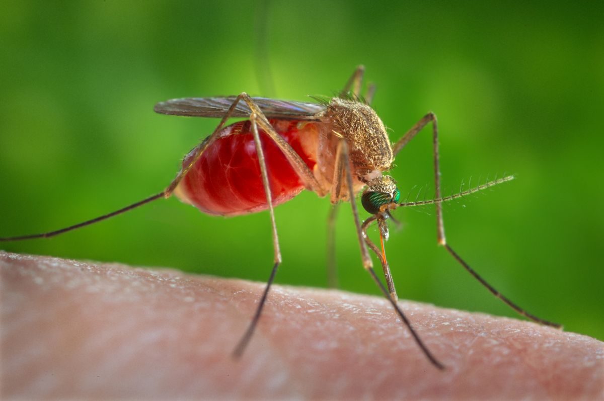 Close-up identification photo of a Southern House Mosquito (Culex quinquefasciatus), a common pest in South Florida homes and yards