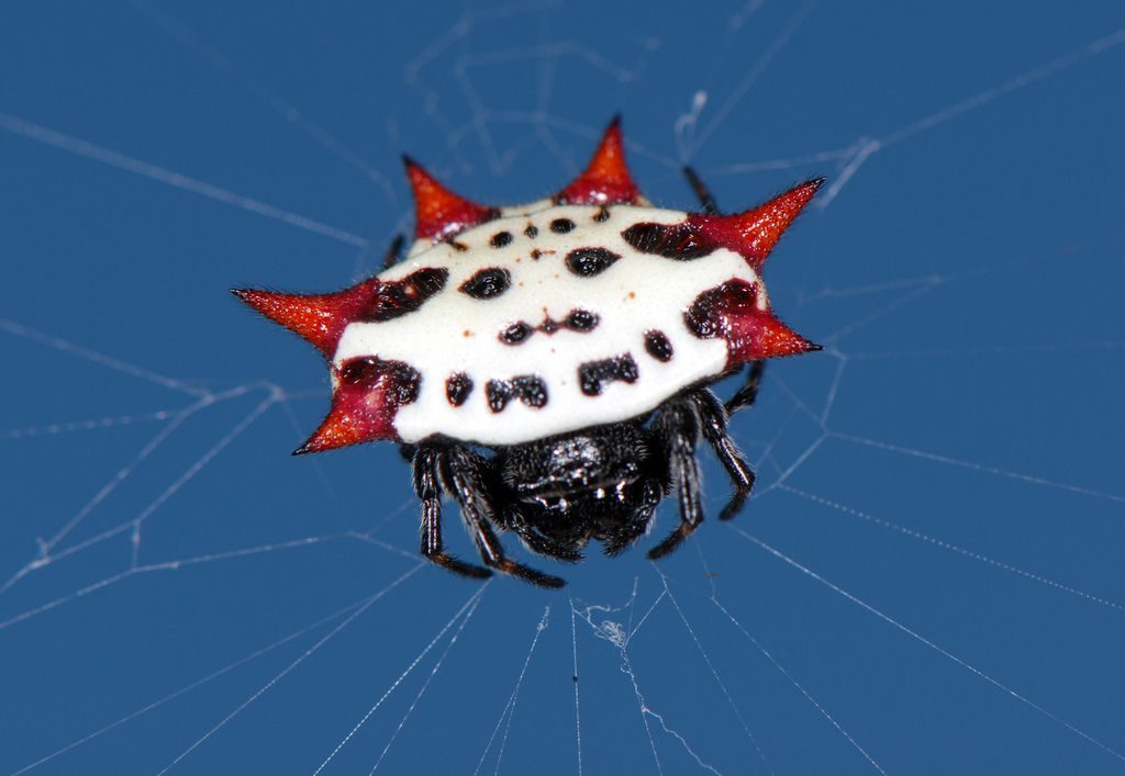 Close-up identification photo of a spiny orb-weaver (Gasteracantha cancriformis), a common pest in South Florida homes and yards