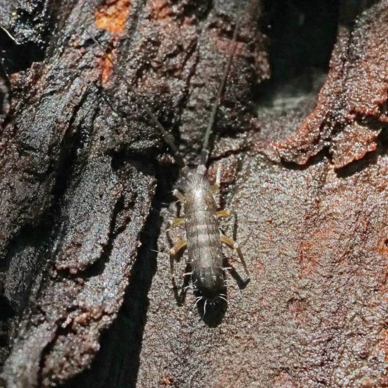 Close-up of a springtail (Collembola), a tiny gray wingless insect with long antennae, on tree bark