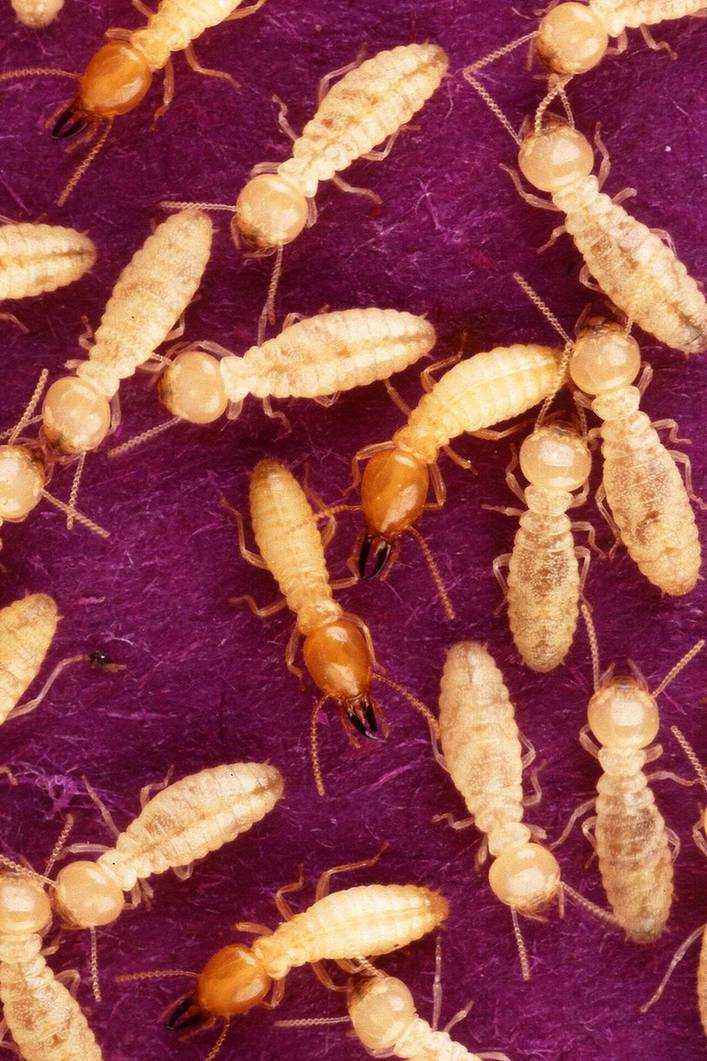 Close-up identification photo of a subterranean termites (Coptotermes formosanus, Coptotermes gestroi, Reticulitermes flavipes), a common pest in South Florida homes and yards