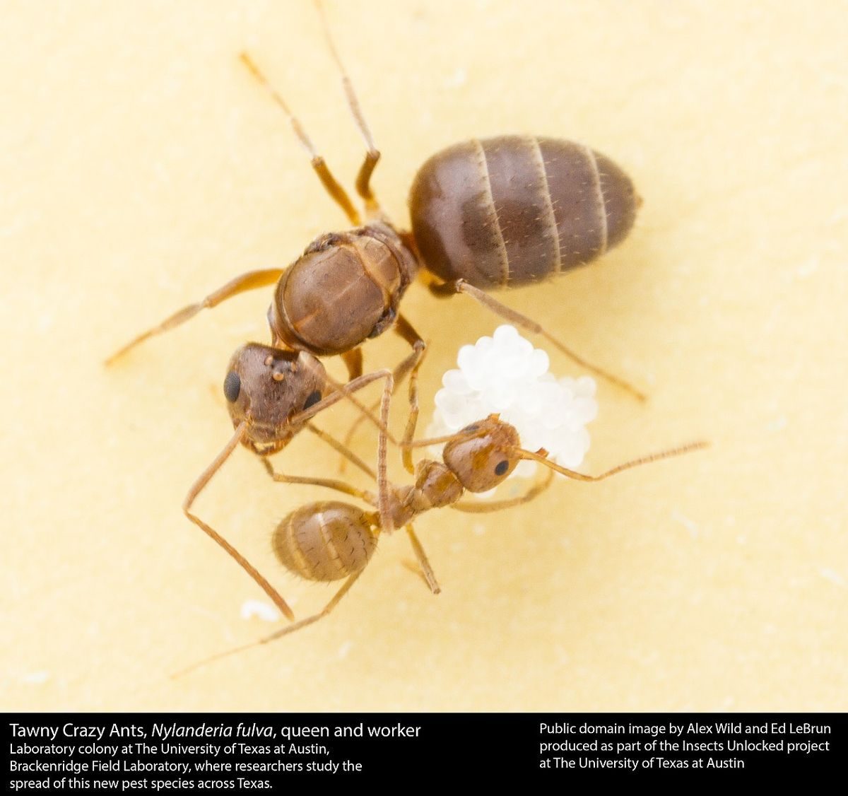 Tawny crazy ant workers (Nylanderia fulva), small reddish-brown ants with long legs, shown up close