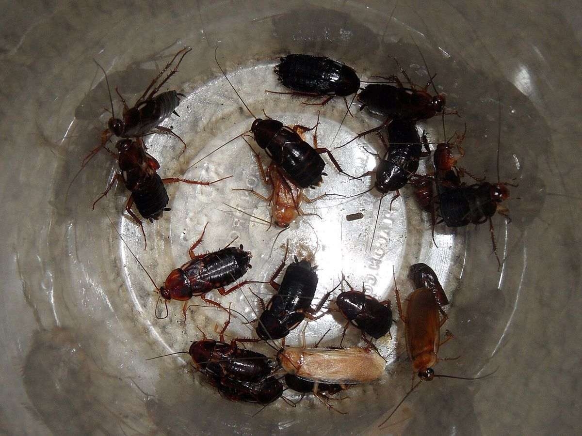 Male and female Turkestan cockroaches (Blatta lateralis) side by side, showing the winged male and the dark female with pale side markings