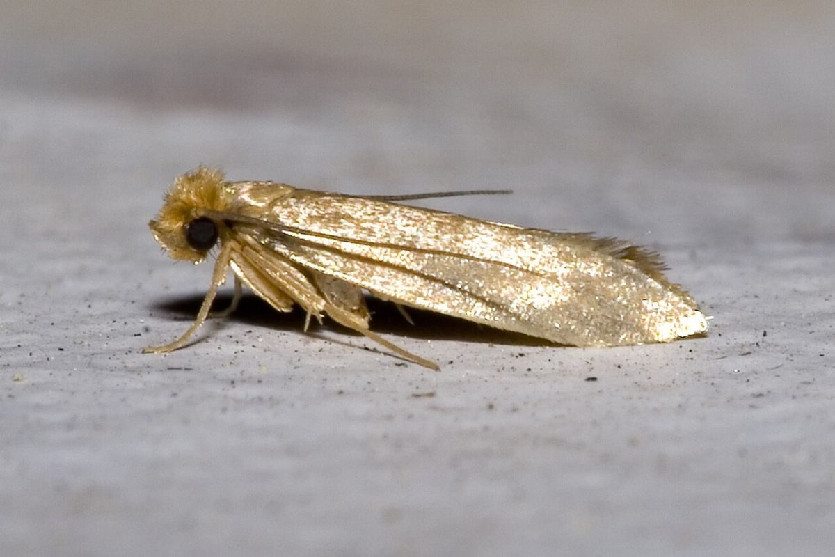 Webbing clothes moth (Tineola bisselliella), a small shiny golden-buff moth with narrow fringed wings
