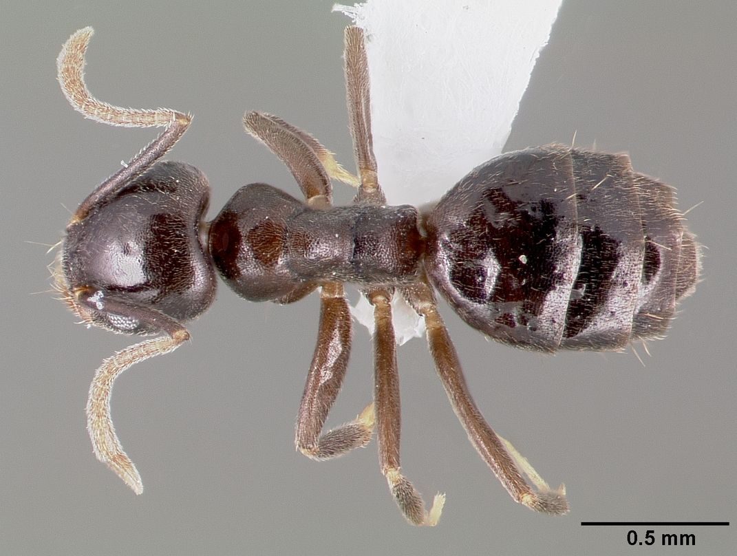 Close-up identification photo of a White-footed Ant (Technomyrmex difficilis), a common pest in South Florida homes and yards