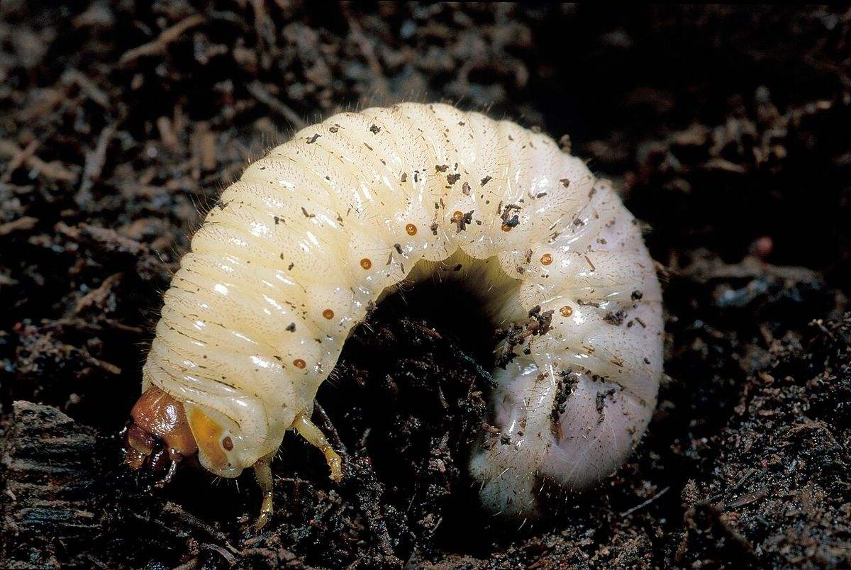 Close-up identification photo of a white grubs (scarab beetle larvae), a common pest in South Florida homes and yards