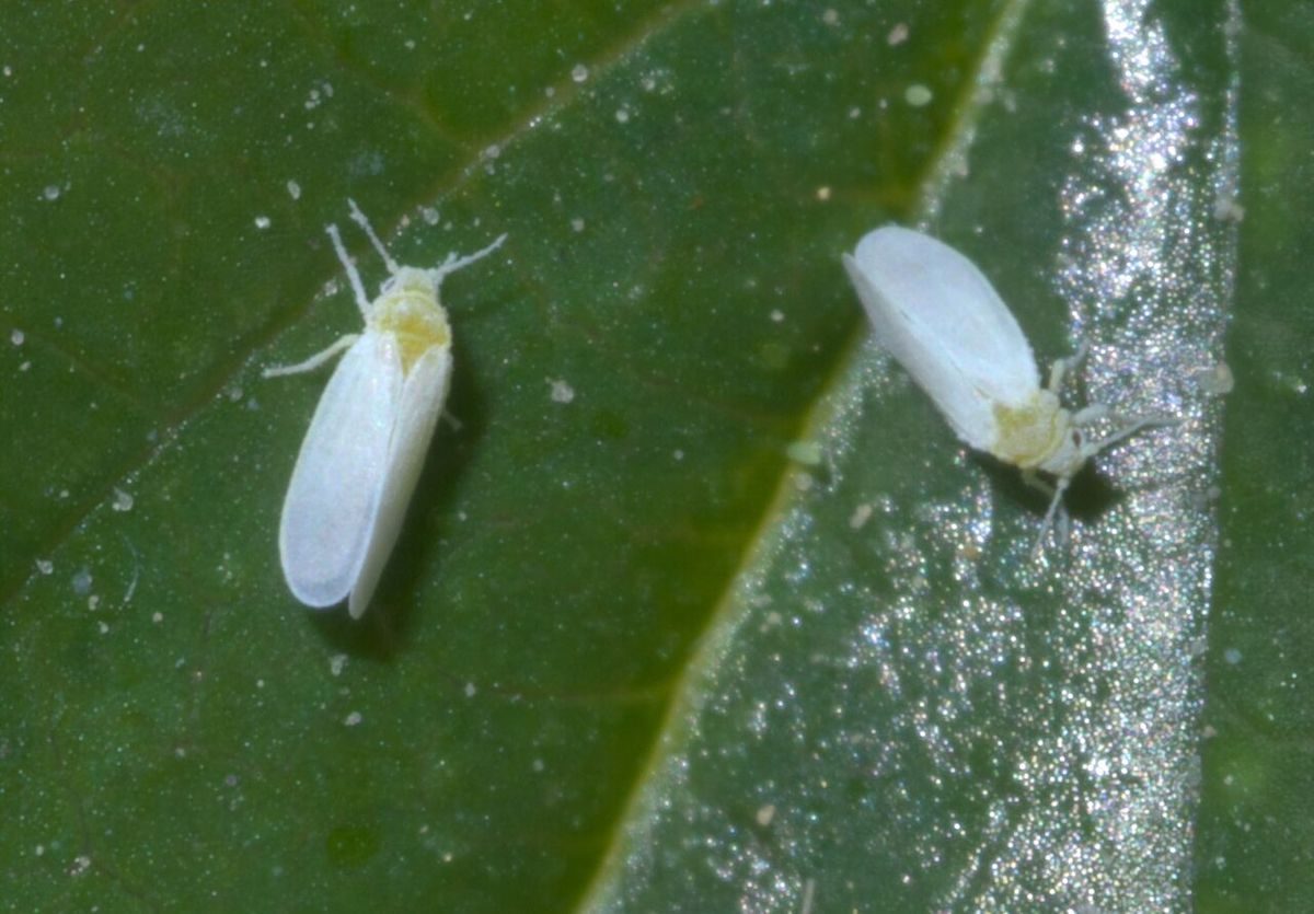 Close-up identification photo of a whiteflies (family Aleyrodidae), a common pest in South Florida homes and yards