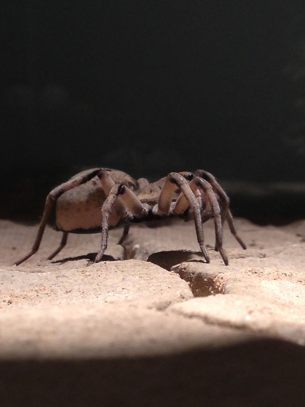 Close-up identification photo of a wolf spider (family Lycosidae), a common pest in South Florida homes and yards