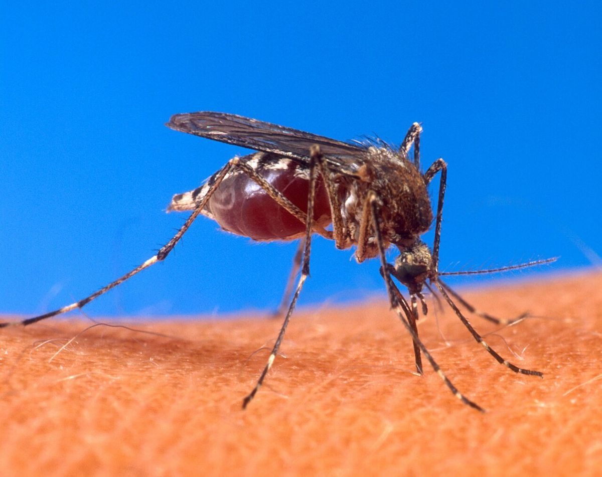 Close-up identification photo of a Yellow Fever Mosquito (Aedes aegypti), a common pest in South Florida homes and yards