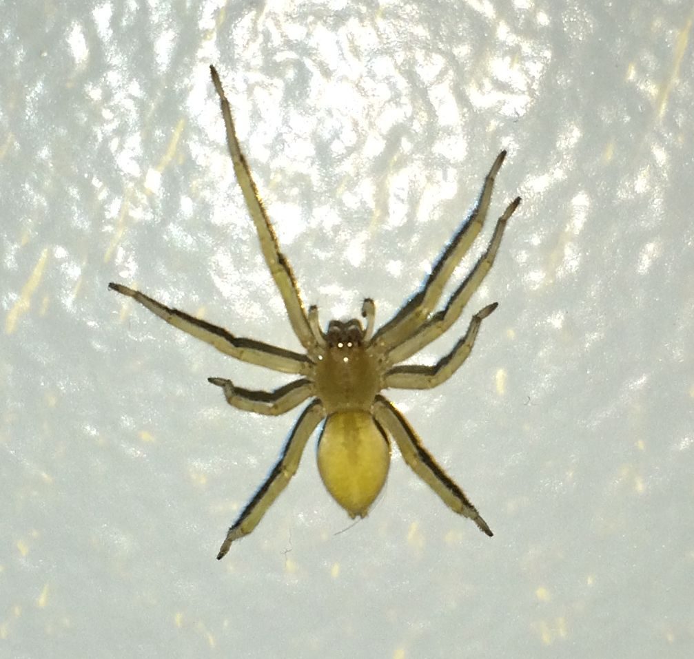 Pale yellow sac spider (Cheiracanthium) with long front legs and dark-tipped jaws on a light surface