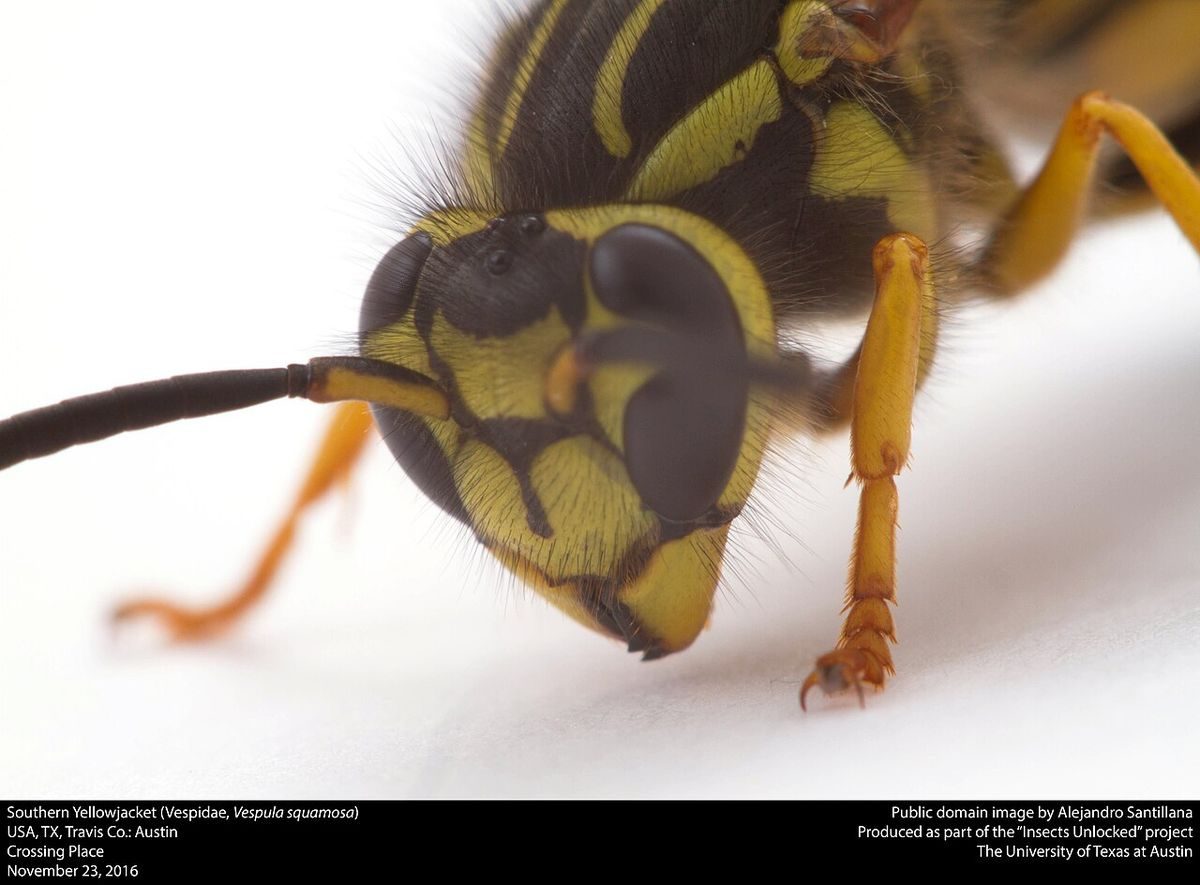 Close-up identification photo of a yellowjacket (Vespula species), a common pest in South Florida homes and yards